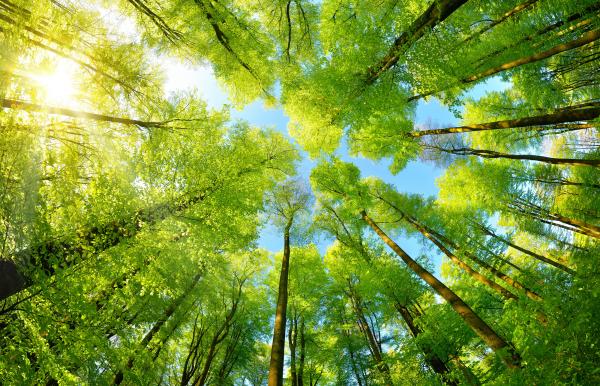 Environment
