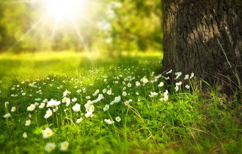 Environment