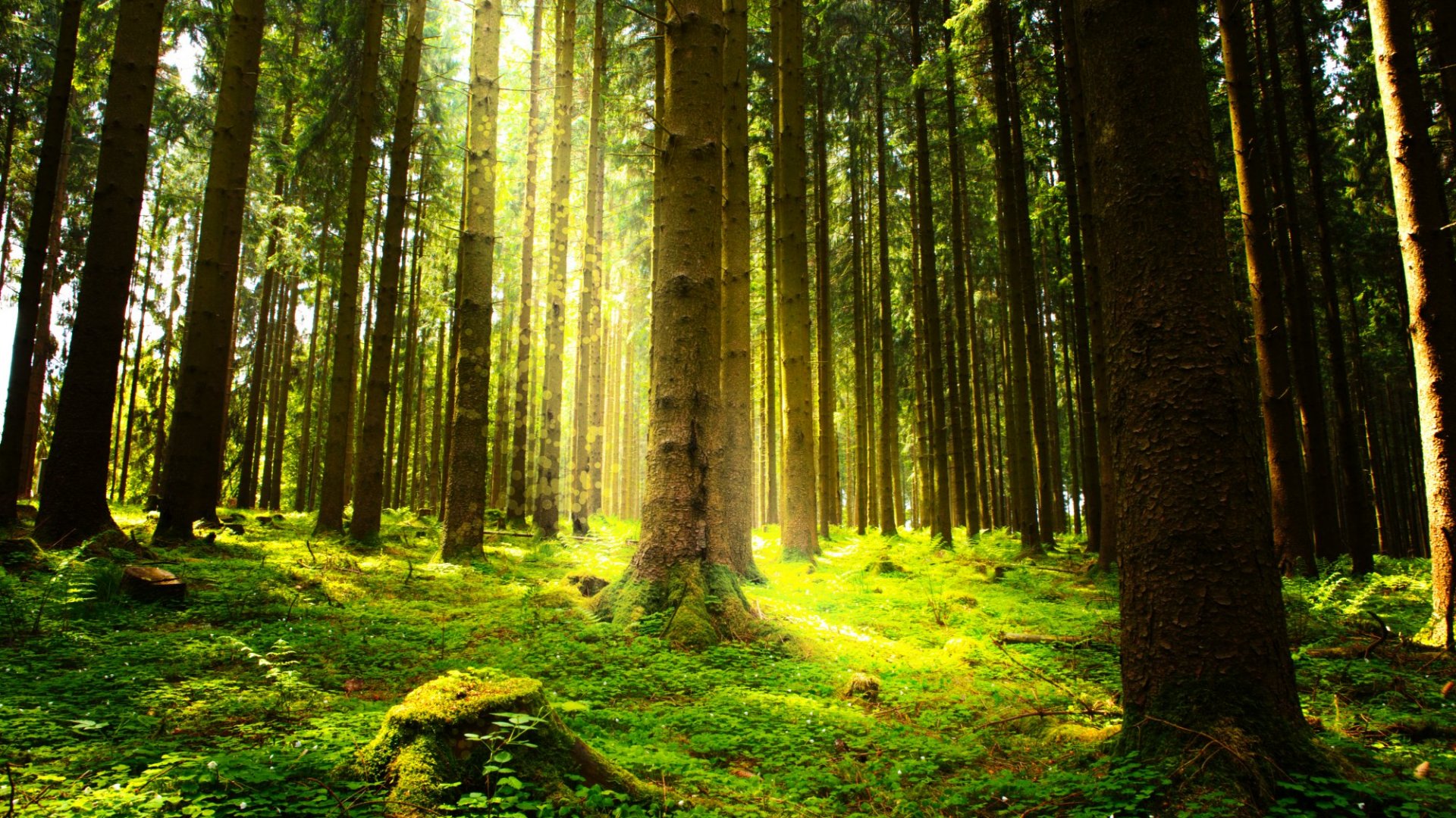 Environment